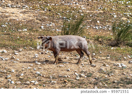 Iberian pigs grazing among the oaks on the fields at Membrio, Extremadura in Spain Iberian pigs grazing among the oaks on the fields at Membrio, Extremadura in Spain 95971551