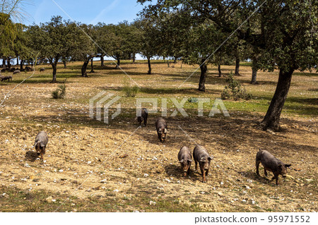 Iberian pigs grazing among the oaks on the fields at Membrio, Extremadura in Spain 95971552