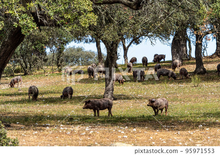 Iberian pigs grazing among the oaks on the fields at Membrio, Extremadura in Spain Iberian pigs grazing among the oaks on the fields at Membrio, Extremadura in Spain 95971553