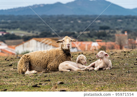Family of Sheeps lying on a green meadow at Membrio, Extremadura in Spain 95971554