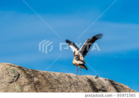 White storks, Ciconia ciconia, mating at Los Barruecos, Malpartida de Caceres, Extremadura, Spain. White storks, Ciconia ciconia, mating at Los Barruecos, Malpartida de Caceres, Extremadura, Spain. 95971565
