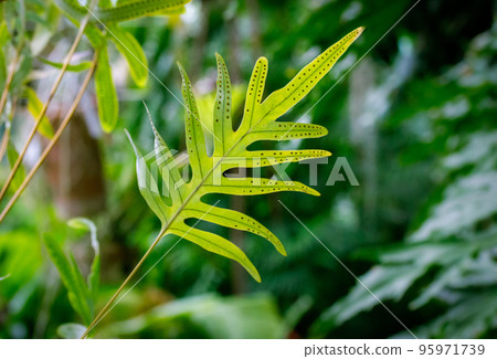 Green fern leaf on blurred natural background of jungles. Sorus is a group of spores sporangia, gametangia on a surface of the thallus on leaves of ferns. Tropical forest, woods. Growing exotic plants 95971739