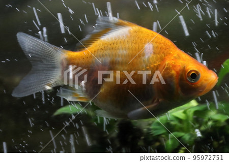 金魚：幸運達摩（球鯖魚） 95972751