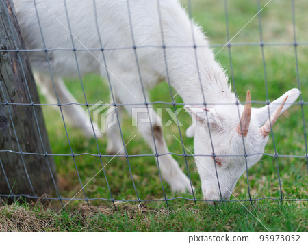 Goat Goat 95973052