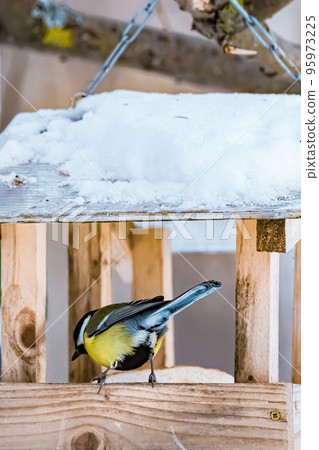 Great Tit eating seeds from homemade wooden feeder. 95973225