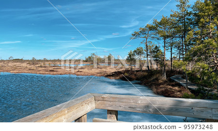 A wooden path in the National Park in Estonia among the forest and bog on a clear day 95973248