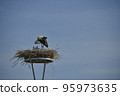 Stork nest with one stork and three youngsters 95973635