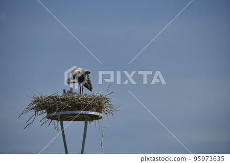 Stork nest with one stork and three youngsters 95973635