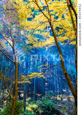 Sunlight through the forest Sunlight through the forest 95974452