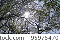 Shade of tree 95975470