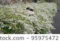 flower and hat 95975472