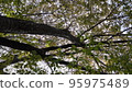 Shade of tree 95975489