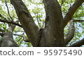 Shade of tree 95975490