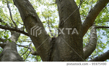 Shade of tree Shade of tree 95975490