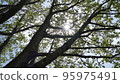 Shade of tree 95975491