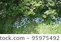 A flower 95975492