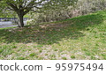 Shade of tree 95975494