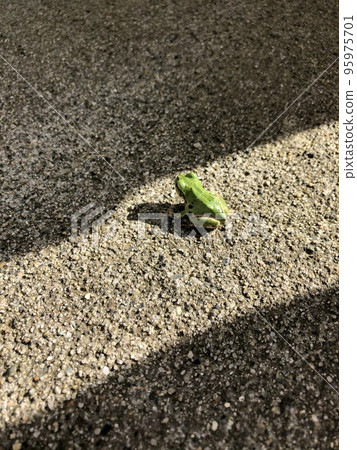 Photo taken from behind of a single yellow-green frog in sunlight 95975701