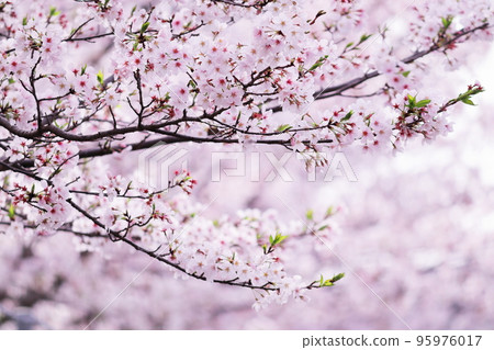 在盛開的美麗的櫻桃樹 95976017