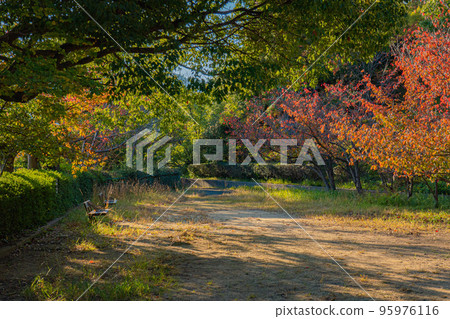 讓你感受秋天的公園 讓你感受秋天的公園 95976116