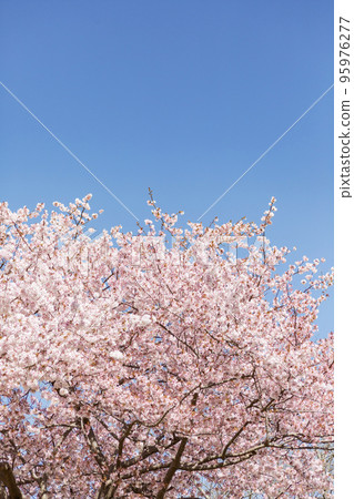 warm cherry blossoms warm cherry blossoms 95976277