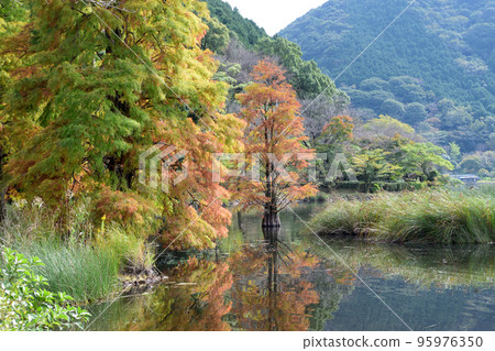 Amutaike池塘和numisugi的秋葉 95976350