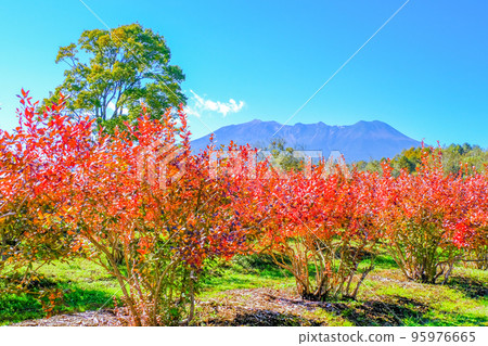 紅葉藍莓和禦嶽山 紅葉藍莓和禦嶽山 95976665