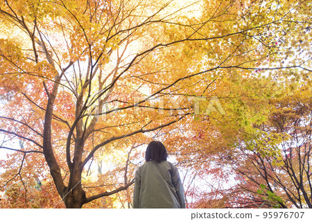 girl looking up at autumn leaves 95976707