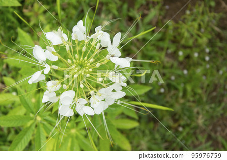 Top view spider flower or Cleome spinosa. Top view spider flower or Cleome spinosa. 95976759