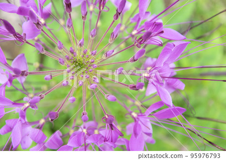 Top view spider flower or Cleome spinosa. Top view spider flower or Cleome spinosa. 95976793