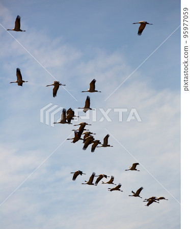 Migration of flock of cranes in the sky Migration of flock of cranes in the sky 95977059