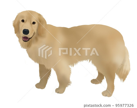 金毛獵犬 金毛獵犬 95977326