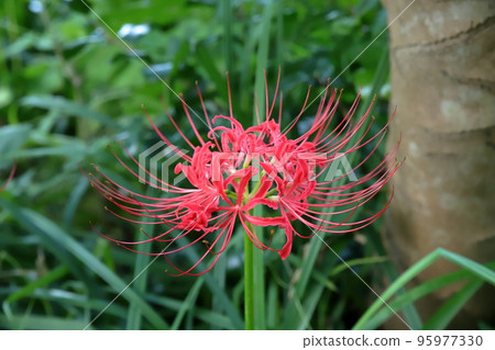 Higanki花特寫鏡頭 Higanki花特寫鏡頭 95977330