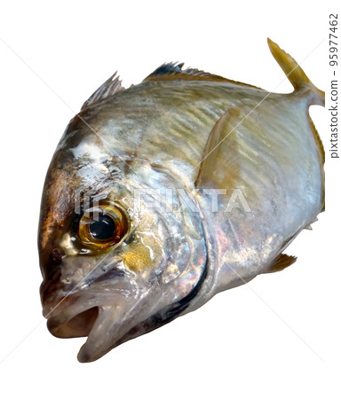 Obliquely photographing the body of a saltwater fish, kaiwari. Cut out on white background. Obliquely photographing the body of a saltwater fish, kaiwari. Cut out on white background. 95977462