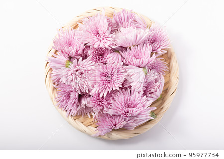 山形縣的元竹菊 山形縣的元竹菊 95977734