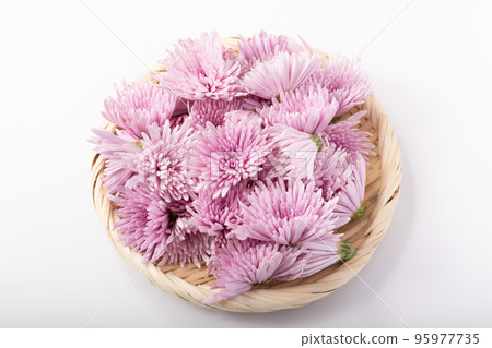 山形縣的元竹菊 山形縣的元竹菊 95977735