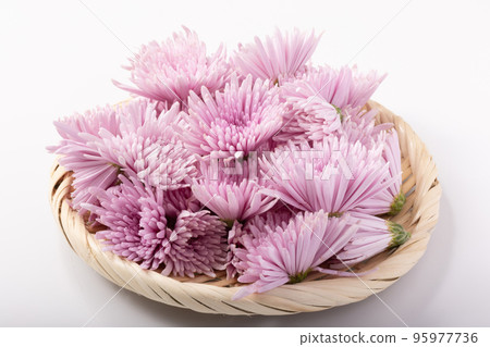 山形縣的元竹菊 山形縣的元竹菊 95977736