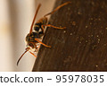 Bee 95978035