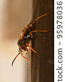 Bee 95978036