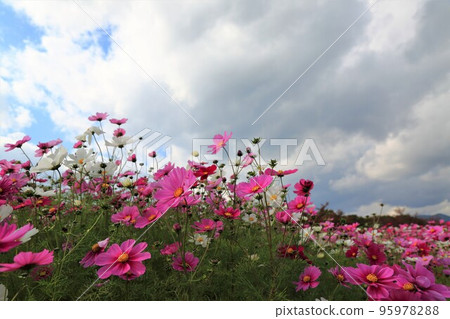 Late autumn walk in Kohoku area 90 (Nagahama City, Shiga Prefecture) Late autumn walk in Kohoku area 90 (Nagahama City, Shiga Prefecture) 95978288