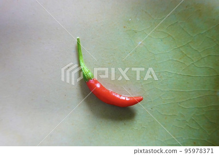 1 red chili pepper on a plate 1 red chili pepper on a plate 95978371