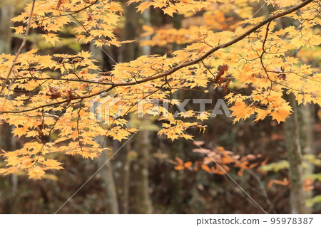 Early November 2022 Found a small autumn in a local valley. Autumn is in progress. Early November 2022 Found a small autumn in a local valley. Autumn is in progress. 95978387