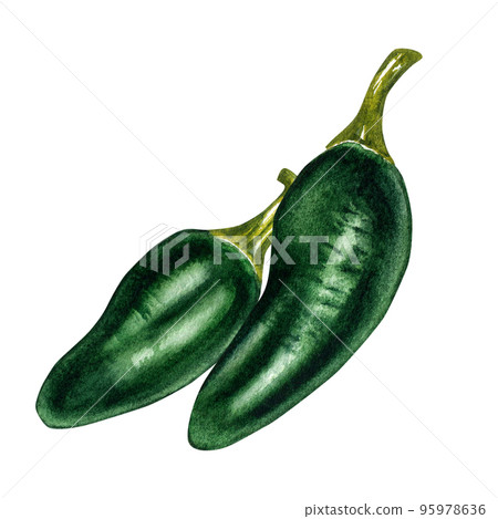 Jalapeno green hot pepper watercolor illustration isolated on white background. Jalapeno green hot pepper watercolor illustration isolated on white background. 95978636