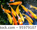 Japanese koi carp fish, a beautiful medium-sized colourful asian fishes swimming in clear freshwater pond background. 95979107