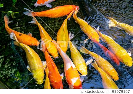 Japanese koi carp fish, a beautiful medium-sized colourful asian fishes swimming in clear freshwater pond background. Japanese koi carp fish, a beautiful medium-sized colourful asian fishes swimming in clear freshwater pond background. 95979107