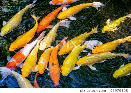 Japanese koi carp fish, a beautiful medium-sized colourful asian fishes swimming in clear freshwater pond background. Japanese koi carp fish, a beautiful medium-sized colourful asian fishes swimming in clear freshwater pond background. 95979108