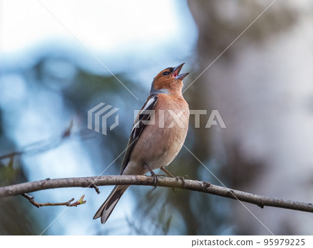 Common chaffinch, Fringilla coelebs, sits on a tree. Common chaffinch in wildlife. 95979225
