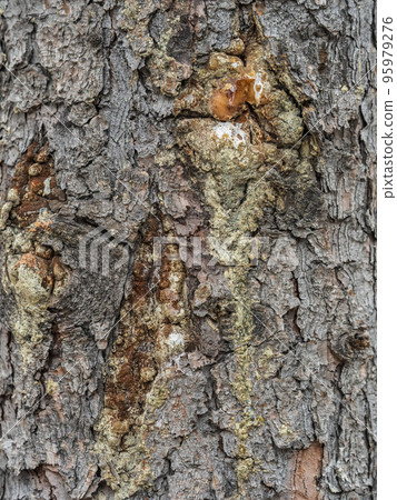 Bark texture and background of a old fir tree trunk. Detailed bark texture. Natural background 95979276