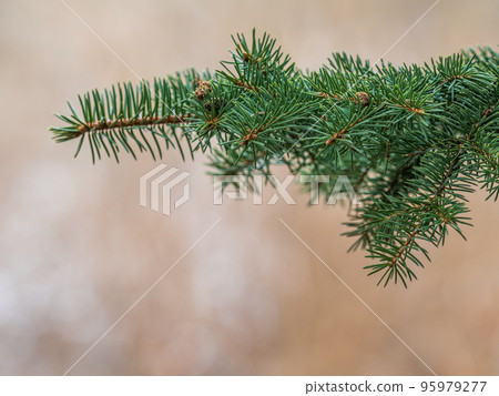 Fir branches with in the sunset light. Background of Christmas tree branches. Fir branches with in the sunset light. Background of Christmas tree branches. 95979277