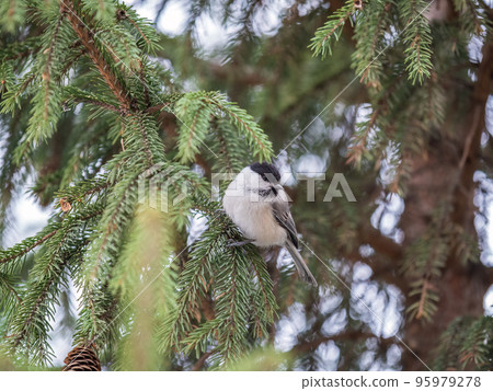 Cute bird the willow tit, song bird sitting on the fir branch Cute bird the willow tit, song bird sitting on the fir branch 95979278